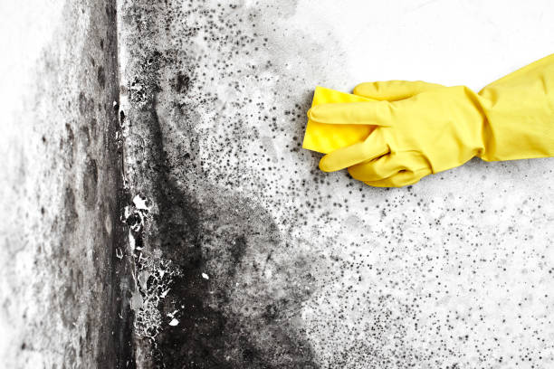 Best Attic Mold Removal  in Caro, MI
