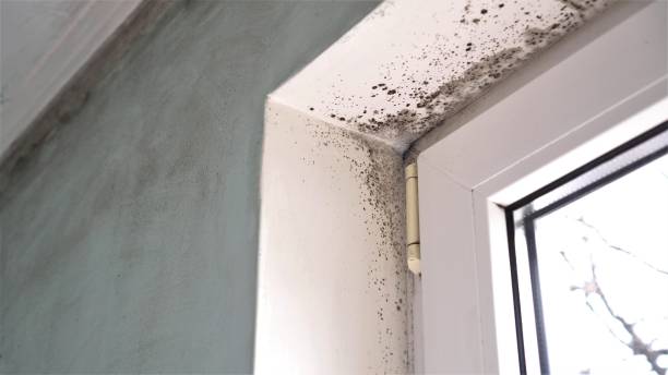 Professional Mold Removal in Caro, MI