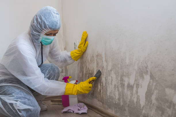 Best Mold Testing  in Caro, MI