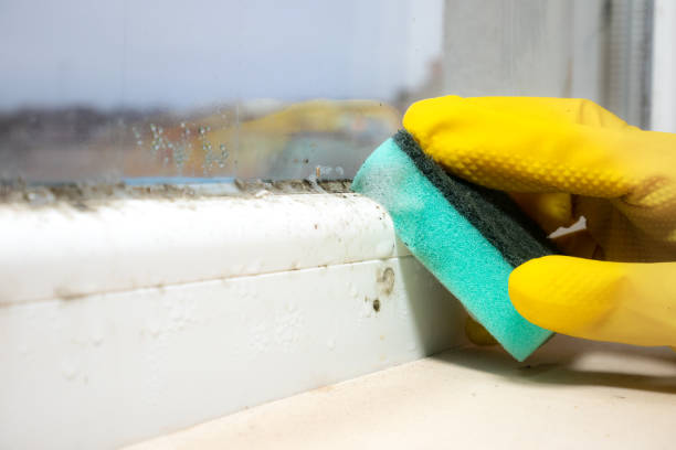 Best Toxic Mold Removal  in Caro, MI