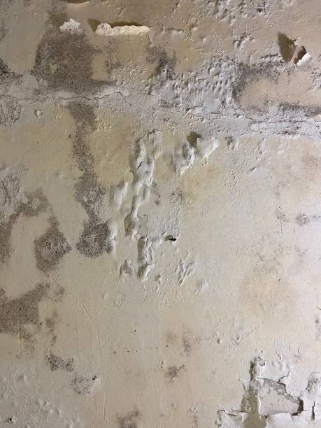 Best Mold Removal Near Me  in Caro, MI