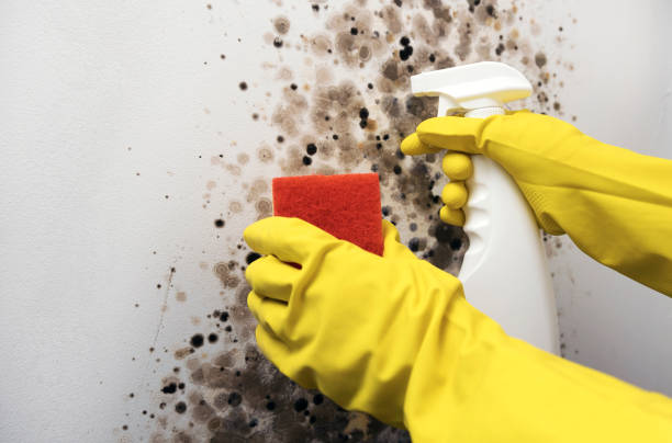 Best Residential Mold Removal  in Caro, MI