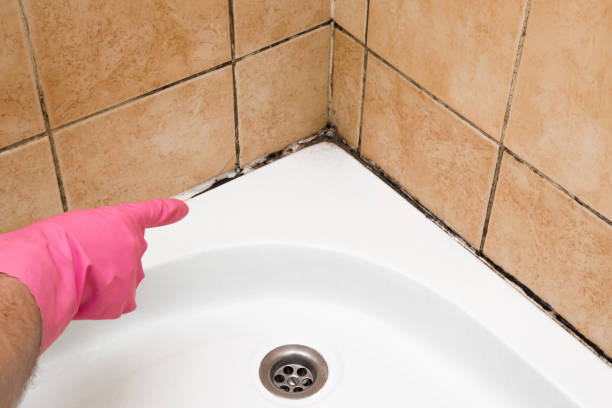 Best Commercial Mold Removal  in Caro, MI