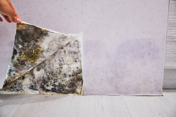 Best Fast Mold Removal  in Caro, MI